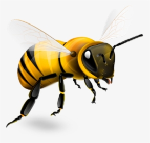 Bee, Social Media Marketing Third Temple Digital - Transparent Background Bee Png, Png Download, Transparent PNG