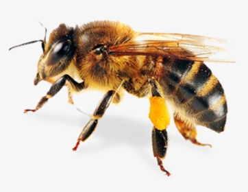 Transparent Pest Png - Honey Bee Png, Png Download, Transparent PNG