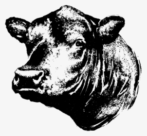 Contact Linz Heritage Angus - Black Angus Cow Head Clipart, HD Png Download, Transparent PNG