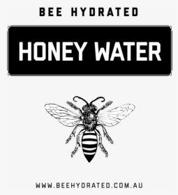 Bee Hydrated Honey Water Contains 100% Natural Australian - Honeybee, HD Png Download, Transparent PNG