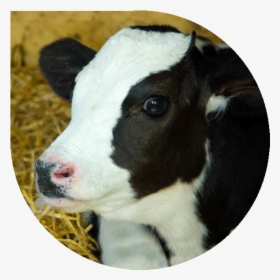 Compassion In World Farming Cow, HD Png Download, Transparent PNG