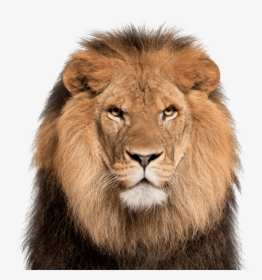 Lion Face White Background , Png Download - Transparent Lion Face Png, Png Download, Transparent PNG