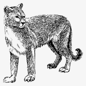 Mountain Lion Clipart Drawn - Mountain Lion Clipart Black And White, HD Png Download, Transparent PNG