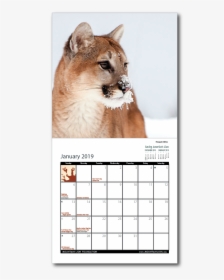 2019 Calendar Inside - Cougar, HD Png Download, Transparent PNG