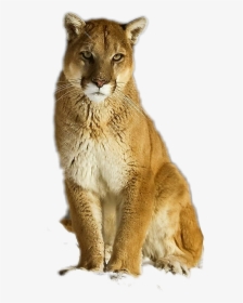 #puma #cougar #mountainlion - Eastern Cougar, HD Png Download, Transparent PNG