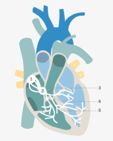 Heart Nodes - Electrical Conduction Pathway Blank, HD Png Download, Transparent PNG