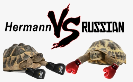 Hermann Vs Russian Tortoise - Horsefield Tortoise Vs Hermann, HD Png Download, Transparent PNG
