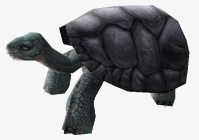 Download Zip Archive - Galápagos Tortoise, HD Png Download, Transparent PNG