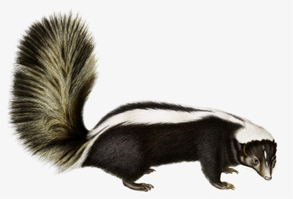 Rodent Animal Fauna Fur Wildlife - Skunk Transparent Background, HD Png Download, Transparent PNG