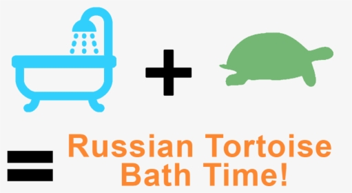 How To Bathe A Russian Tortoise, HD Png Download, Transparent PNG