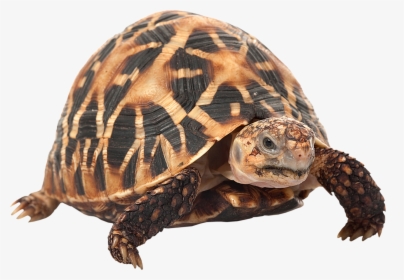 Indian Star Tortoise, HD Png Download, Transparent PNG