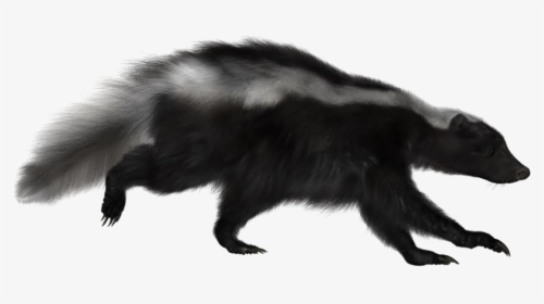 Skunk Png Image, Transparent Png, Transparent PNG