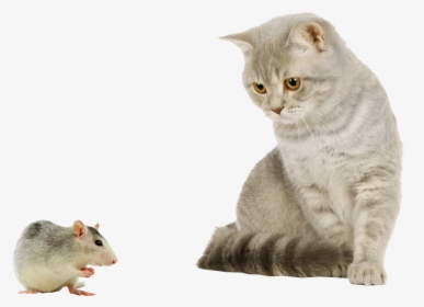 Cat And Mouse Image - Cat And Mouse Png, Transparent Png, Transparent PNG