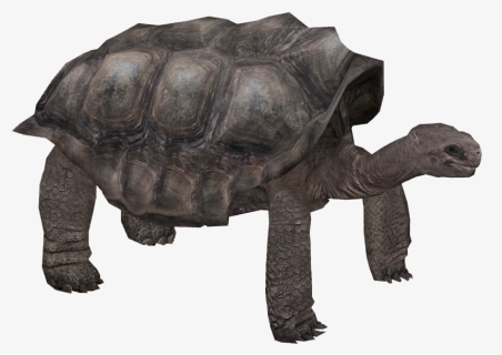Pinta Island Tortoise - Zoo Tycoon 2 Galapagos Tortoise, HD Png Download, Transparent PNG