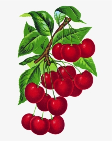 Cherries, Vintage, Cherry, Branch, Fruit, Leaves, Red - Branch Of Cherries, HD Png Download, Transparent PNG
