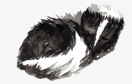 Mb Woodland Skunk - Illustration, HD Png Download, Transparent PNG