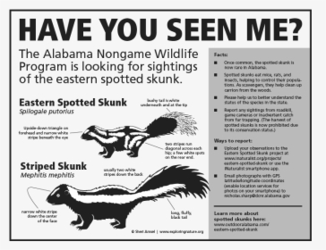 Eastern Spotted Skunk, HD Png Download, Transparent PNG