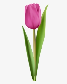 Transparent Tulips Clipart - Pink Tulip Clipart, HD Png Download, Transparent PNG