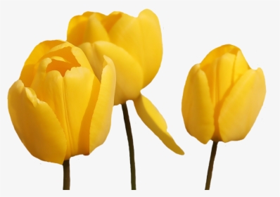 Tulip Flower Yellow Png, Transparent Png, Transparent PNG