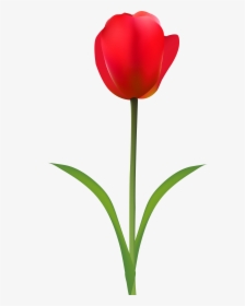 Red Tulip Transparent Clip - Tulip Clipart Transparent, HD Png Download, Transparent PNG