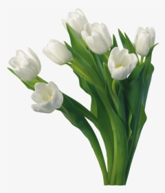 White Roses Images Good Morning, HD Png Download, Transparent PNG