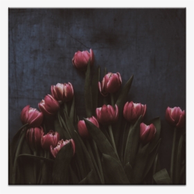 13 Tulips - Обои Тамблер Темные, HD Png Download, Transparent PNG
