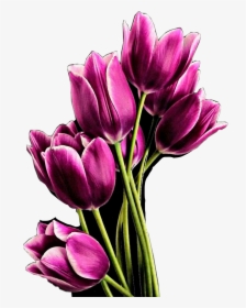 #tulips #flowers #purple #beautiful #boquet #freetoedit - Bunga Tulip Pink Png, Transparent Png, Transparent PNG