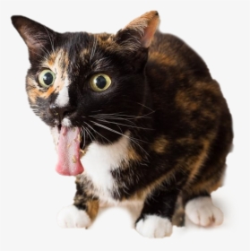 Cats On Catnip, HD Png Download, Transparent PNG
