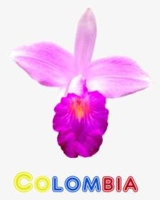 Orquidea De Colombia, HD Png Download, Transparent PNG
