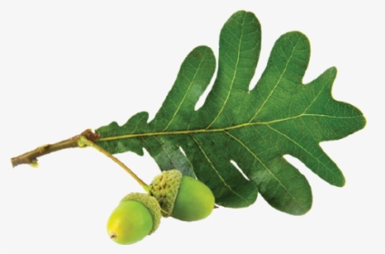 Oak Leaf - Gambel Oak, HD Png Download, Transparent PNG