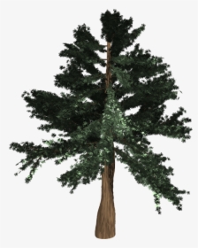 Tree, Evergreen, Isolated, Pine, Spruce, Redwood - Coast Redwood, HD Png Download, Transparent PNG