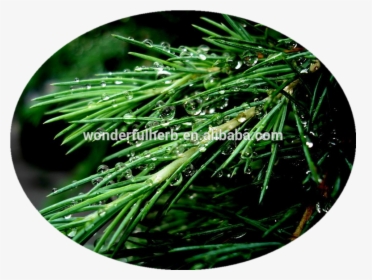 Transparent Pine Needles Png - Evergreen, Png Download, Transparent PNG