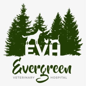 Evergreen Veterinary Hospital - Illustration, HD Png Download, Transparent PNG