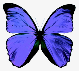 Transparent Background Blue Butterfly, HD Png Download, Transparent PNG