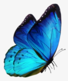 #mariposa #azul #blue #mariposapreciosa #mariposaazul - Butterfly Png For Editing, Transparent Png, Transparent PNG