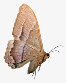 Mariposa Nocturna - Mariposas Nocturnas Png, Transparent Png, Transparent PNG