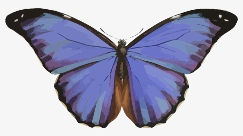 Animales, Mariposa, Insectos, Naturaleza, Azul, Morpho - Transformation To A Butterfly, HD Png Download, Transparent PNG
