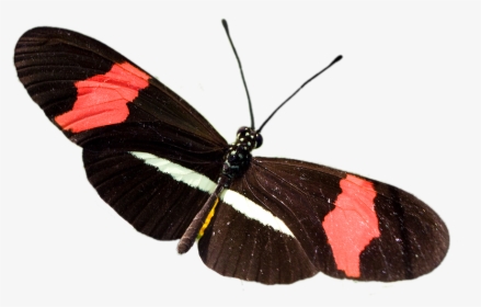 Transparent Mariposas Volando Png - Heliconius Mariposa Png, Png Download, Transparent PNG