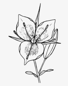 Mariposa Flower Clipart - Mariposa Cuban Flower Drawing, HD Png Download, Transparent PNG