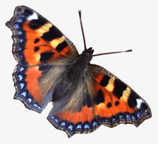 Mariposa Volando Derecho - Real Butterfly Transparent, HD Png Download, Transparent PNG