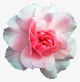 Pink,plant,flower - Rose And Wood Background, HD Png Download, Transparent PNG
