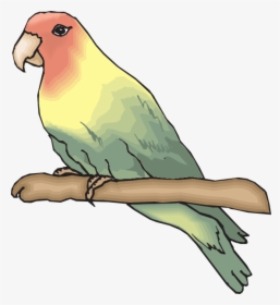 Sketsa Gambar Burung Lovebird, HD Png Download, Transparent PNG