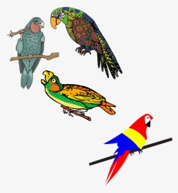 Vector Parrot Colored - Dibujos De Loro Coloreados, HD Png Download, Transparent PNG