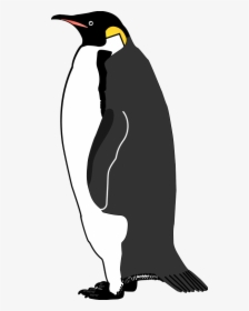 Emperor Penguin Bird Vector Graphics Image - Penguin, HD Png Download, Transparent PNG