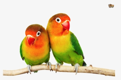 Transparent Love Birds Png, Png Download, Transparent PNG