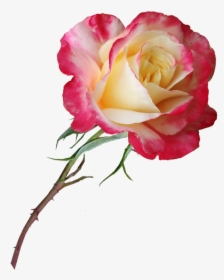 Rose, Stem, Flower, Perfume, Bloom, Plant, Garden - Цветок Розы, HD Png Download, Transparent PNG