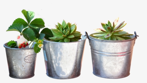 Planting Bucket, Bucket, Plant, Balcony, Flowers - Still Life Plants, HD Png Download, Transparent PNG