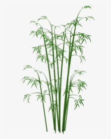 Bamboo Plant Png - Transparent Bamboo Png, Png Download, Transparent PNG
