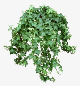 Transparent Vine Png - Hanging Plants No Background, Png Download, Transparent PNG