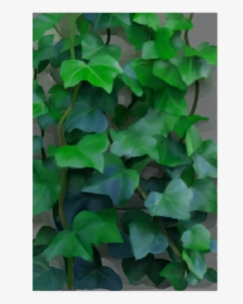 Vines, Climbing Plant Poster 20 X30 - Climbing Vines Zoom, HD Png Download, Transparent PNG